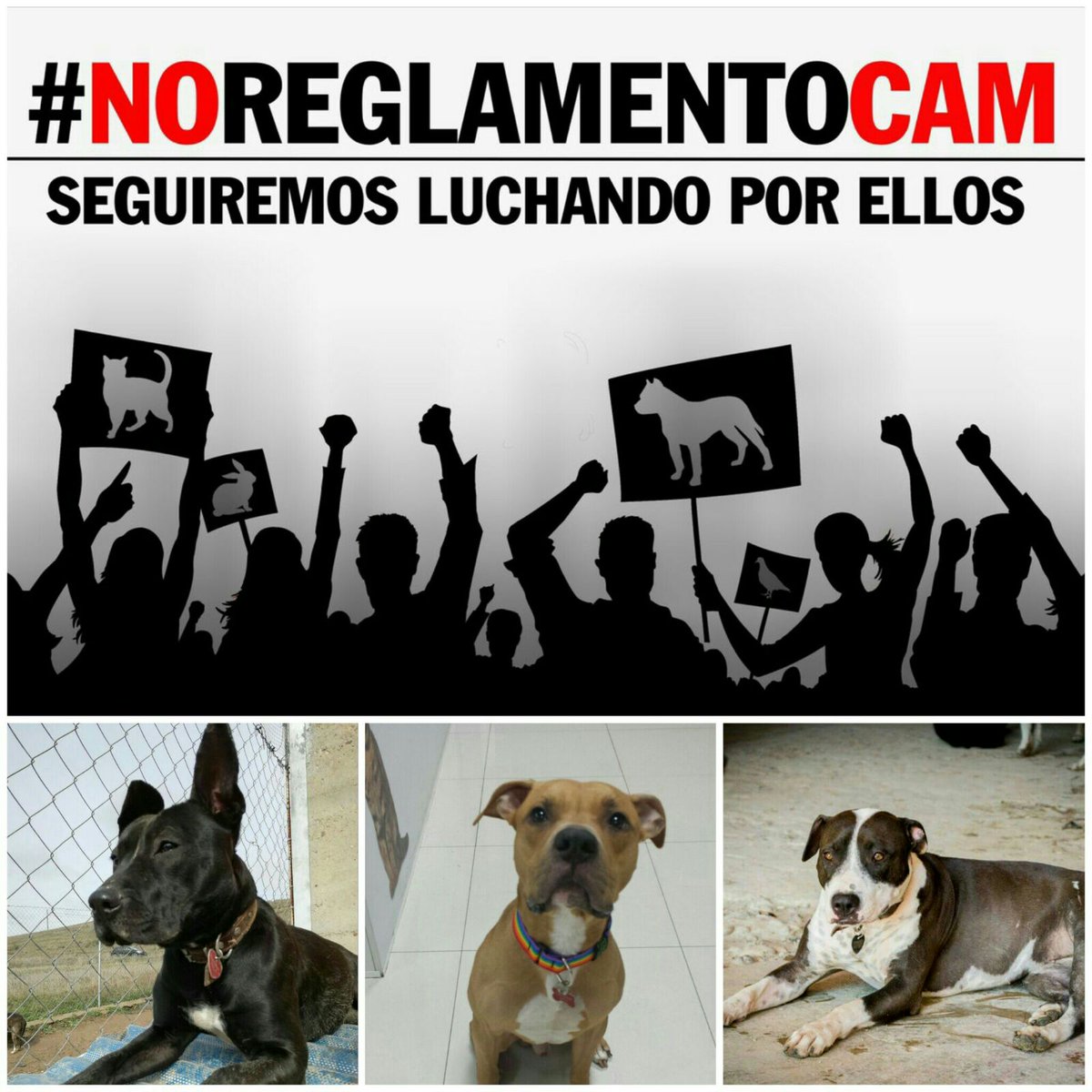 asoc_doganzo's tweet photo. Apoyo a los perros mal considerados potencialmente peligrosos  #noreglamentocam @ccifuentes @cifupresidenta @ComunidadMadrid  @jaimegtaboada https://t.co/l8oyhr22Tq