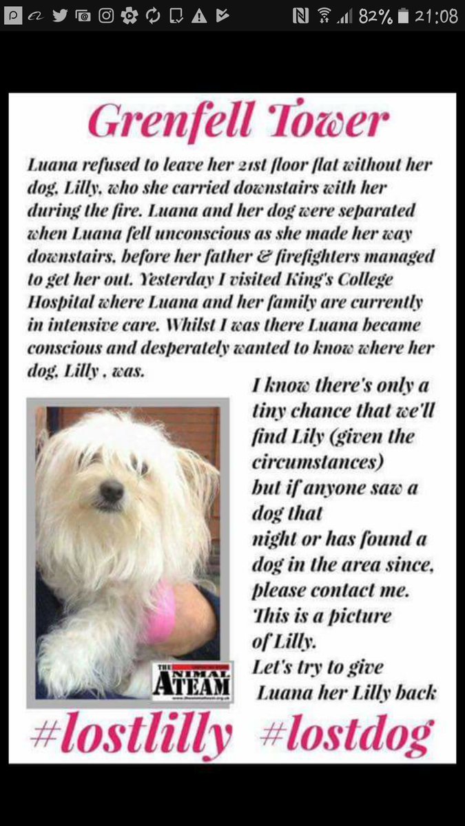 SKeepsake2for1's tweet photo. Please share #rt #lostlilly #lostdog #GrenfellTower 🐕💗 https://t.co/Ynl5fIxjg5
