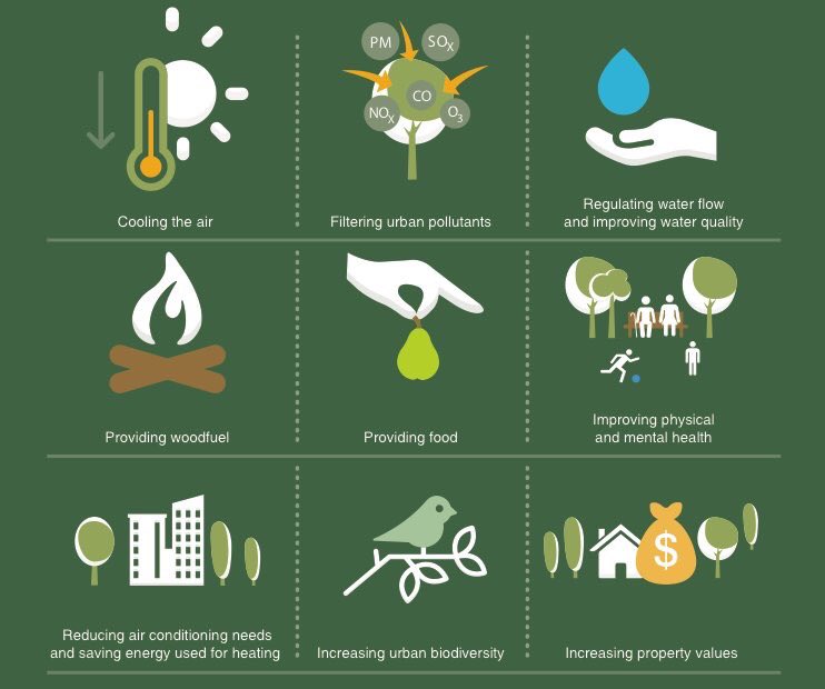 SandroDemaio's tweet photo. Love this!
9 benefits of trees and #forests in cities 🌳🌳
https://t.co/jgb9n08C7m #urbanforests by @FAOForestry &amp; @FAOnews https://t.co/KmLnr66HPZ