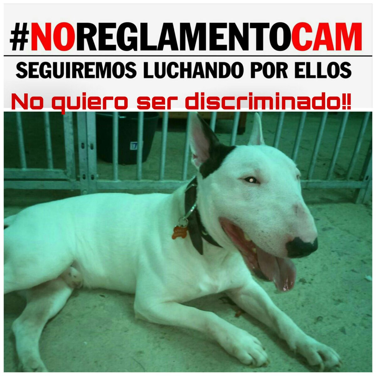 asoc_doganzo's tweet photo. Apoyo a los perros mal considerados potencialmente peligrosos  #noreglamentocam @ccifuentes @cifupresidenta @ComunidadMadrid  @jaimegtaboada https://t.co/3qZXLRkqn5