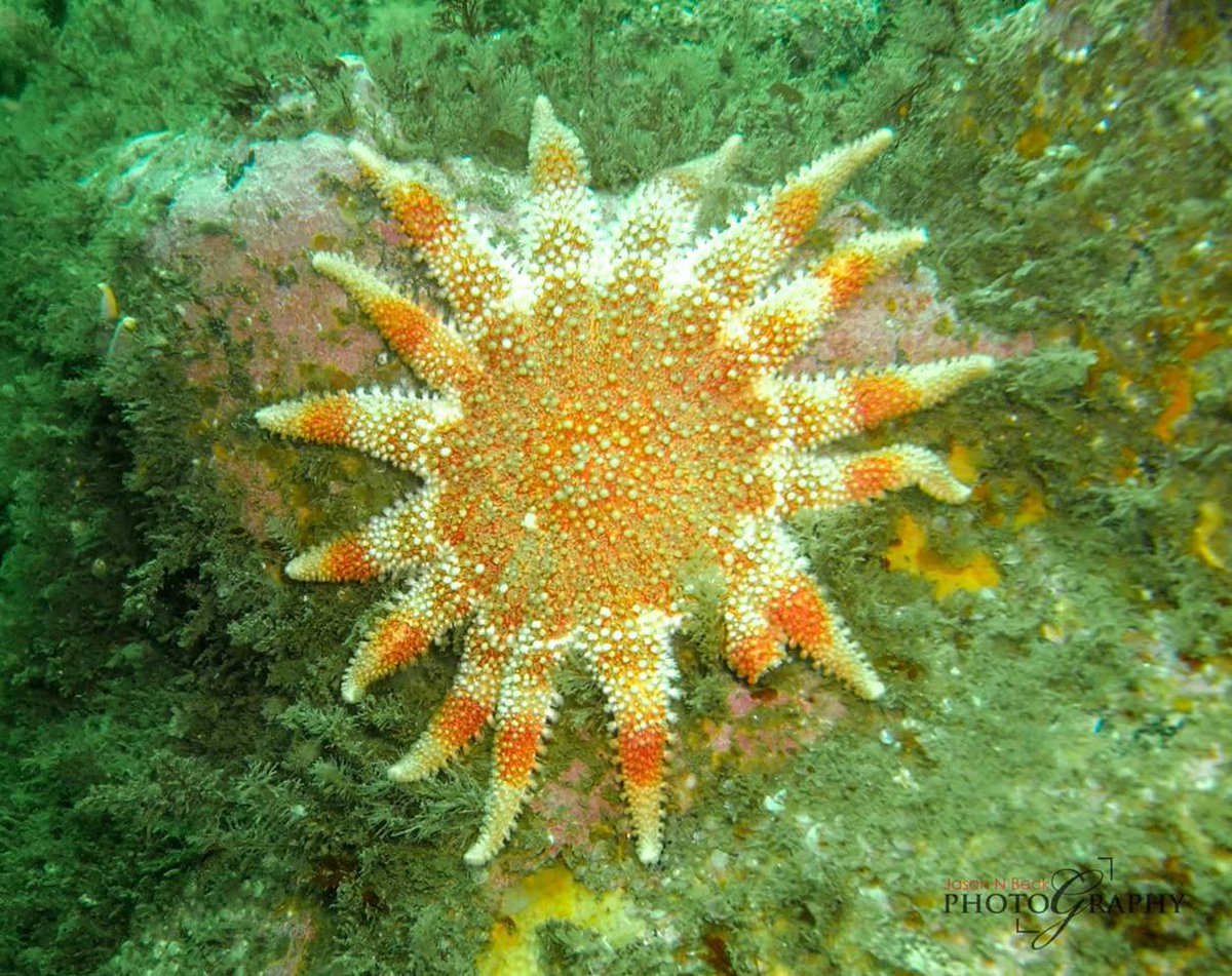 beck5ter's tweet photo. Excellent weekends diving @DavyDivers @SubAquaAssoc https://t.co/FyEH5ZY7OU