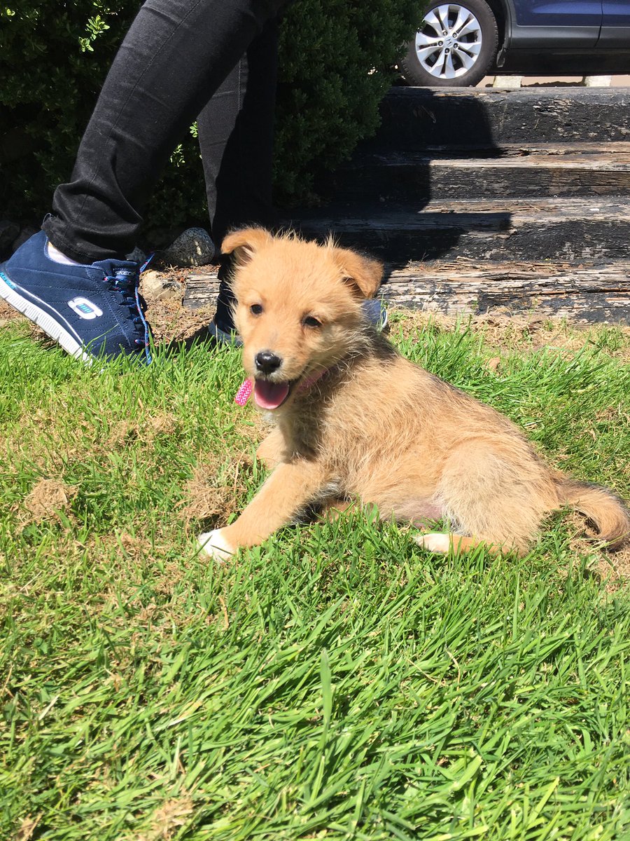 JodieDemps's tweet photo. Meet Ruby 😍 https://t.co/Skoi2GFo1e