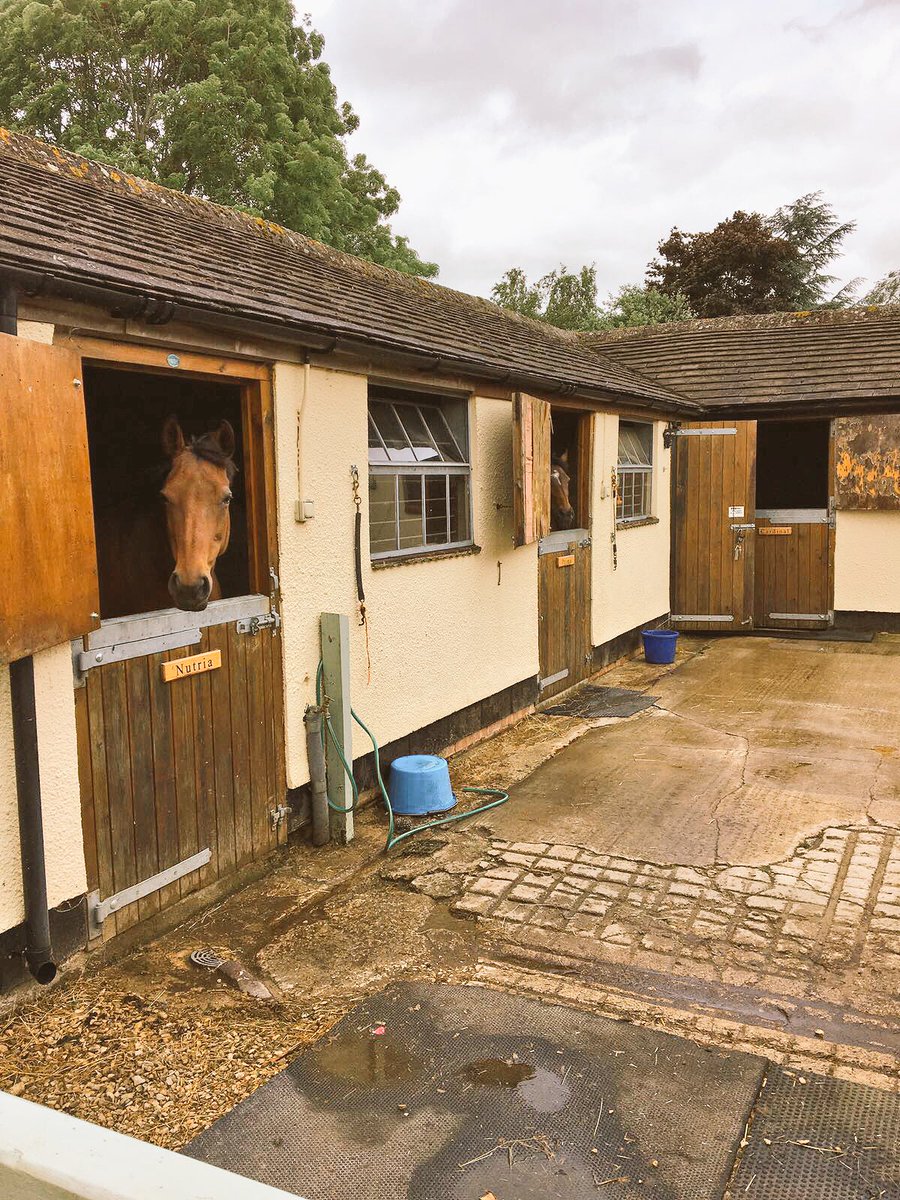 LaPiruPolo's tweet photo. Quiet day. Happy ponies. https://t.co/NmbY4ke2Vv