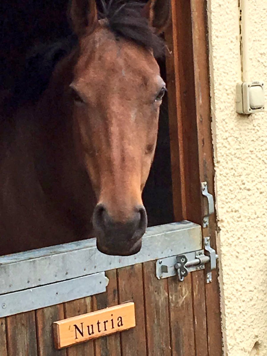 LaPiruPolo's tweet photo. Quiet day. Happy ponies. https://t.co/NmbY4ke2Vv