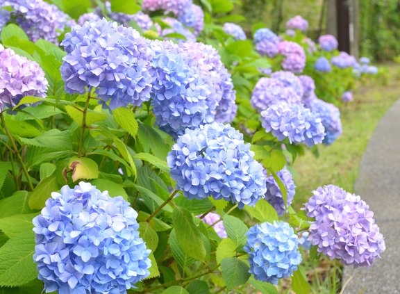 Asiancinema Kansai Rt 543life 今日は6月19日 旧暦5月25日 の月曜日 旬のもの 紫陽花 あじさい 紫陽花は梅雨時を象徴する日本固有の花です 万葉集にも名前が出てくるほど古くから知られています 今年も満開の紫陽花が楽しみです