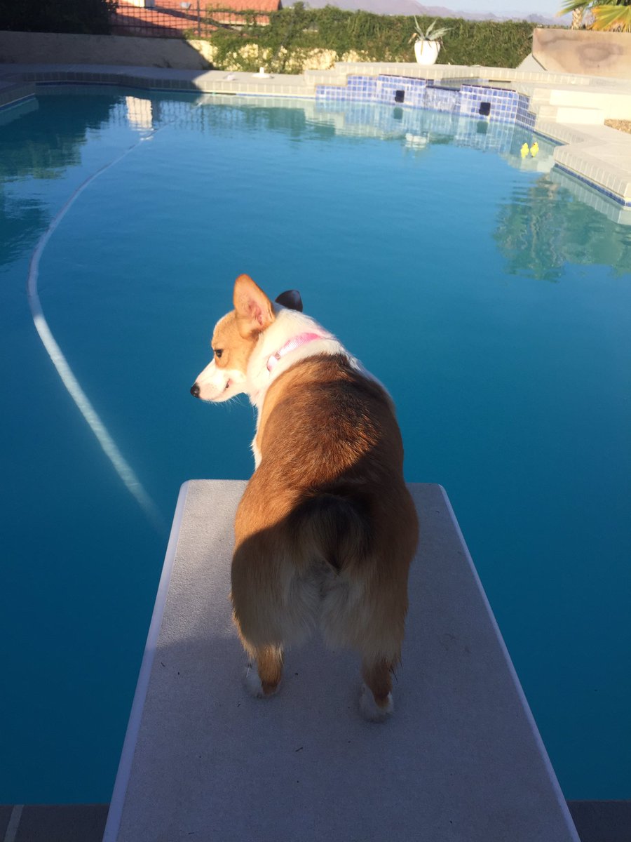 CorgiMabel's tweet photo. I love to swim 💦💕 #corgi https://t.co/QPmusggeKE