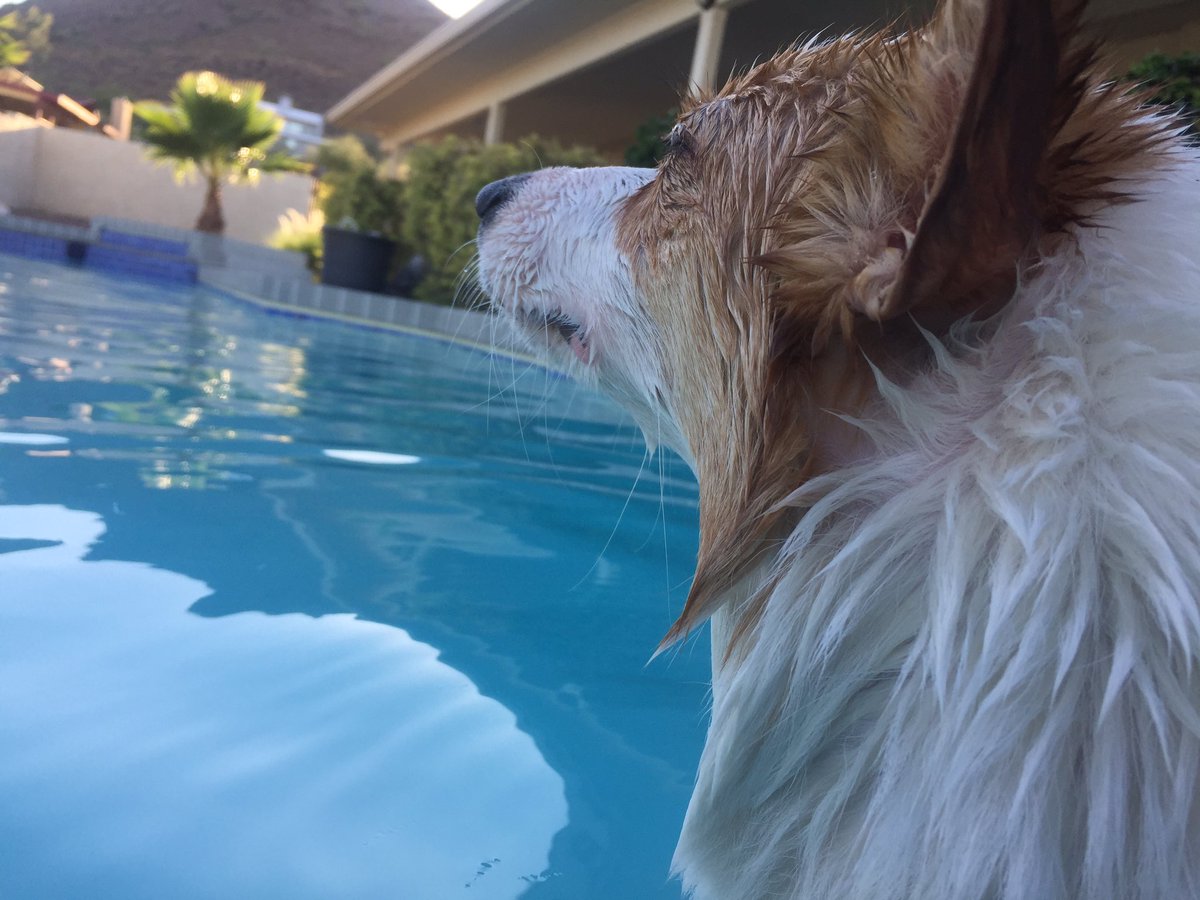 CorgiMabel's tweet photo. I love to swim 💦💕 #corgi https://t.co/QPmusggeKE