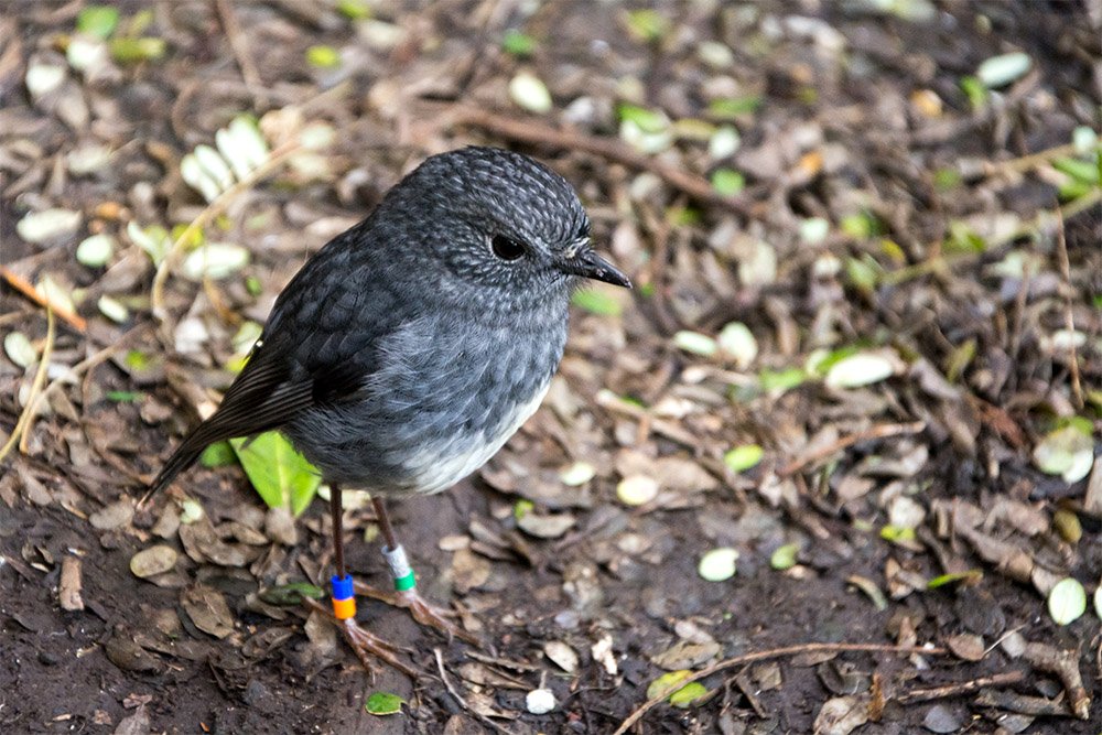 Island Conservation tweet media