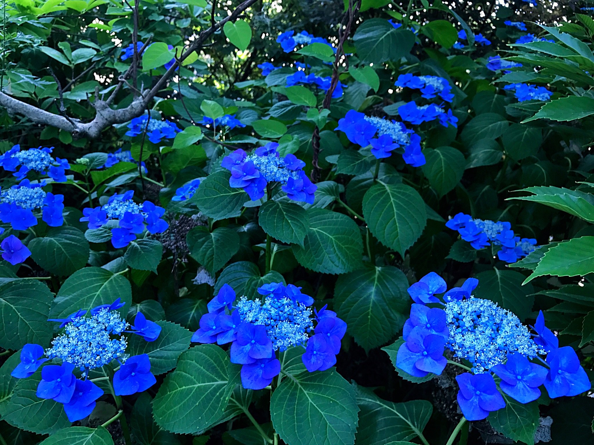 Cloudsailor 星羅の一日一花 ガクアジサイ 額紫陽花 額の花 栽培種のアジサイの原種で日本に自生 花序の周囲には装飾花 中央に多数の両性花を密集してつける Lacecap Hydrangea Hydrangea Macrophylla Form Normalis Flowers Fleurs T