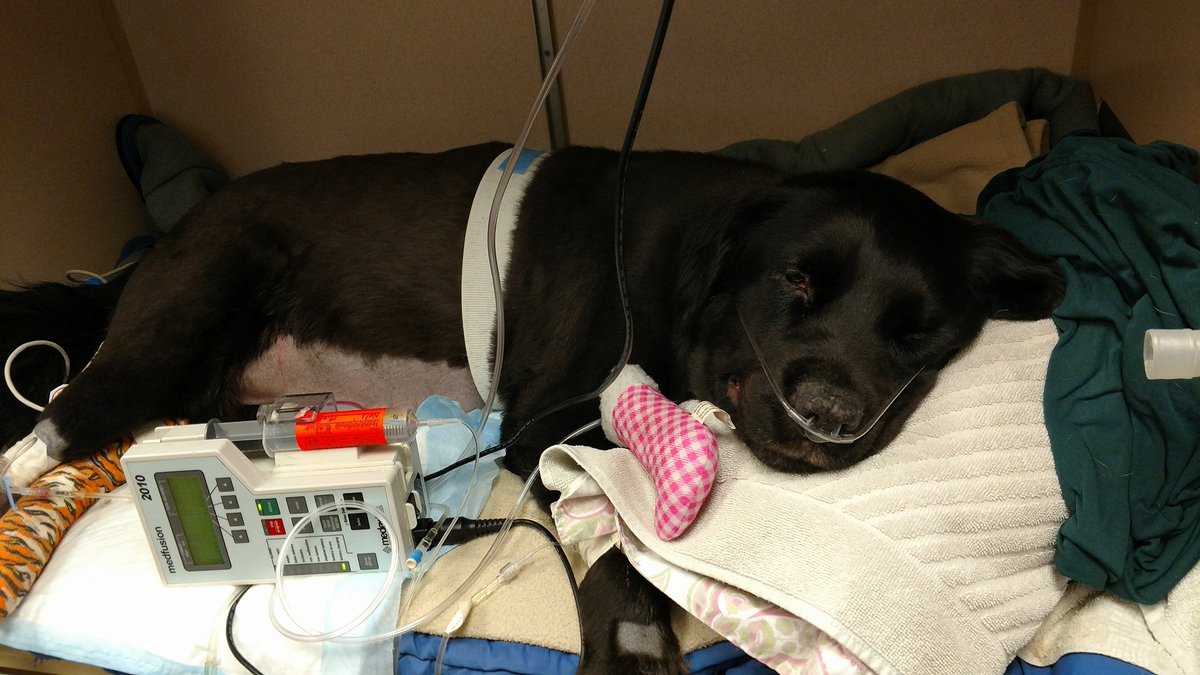 vintage_chick's tweet photo. My Bailey girl is gone and I don't know how to keep going :( https://t.co/PMRPvx4G5W