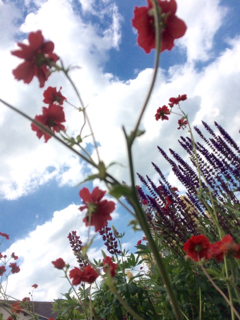 leeotoole99's tweet photo. Chilling in garden at Summertime https://t.co/5srRfLX2G0