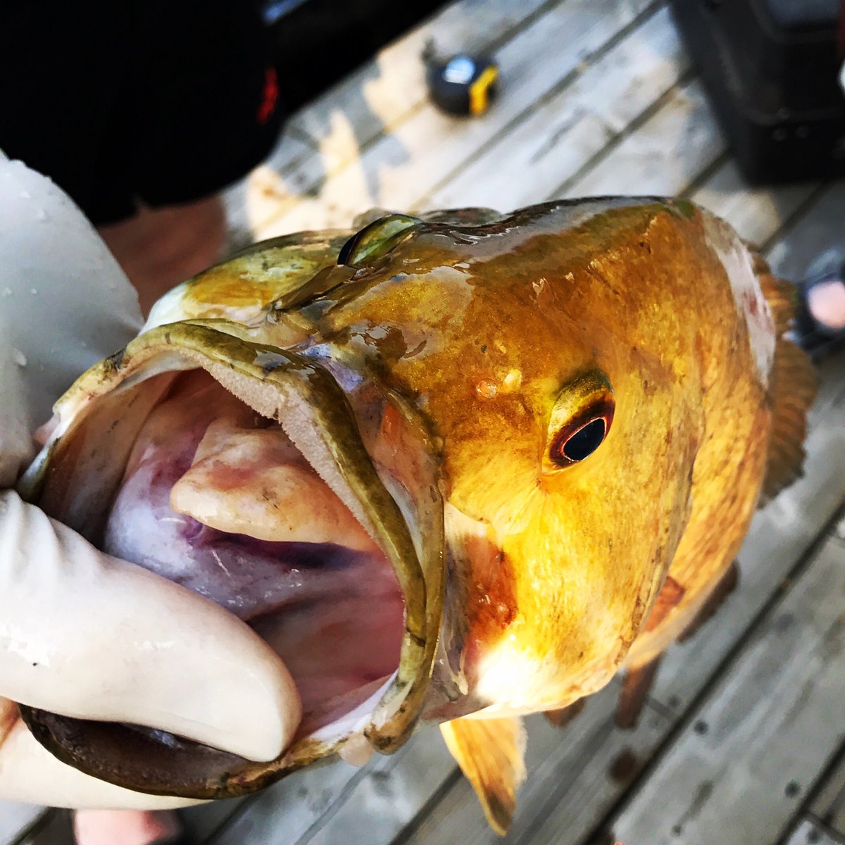 Dorothy's Lodge (@carbinoctc) on Twitter photo 