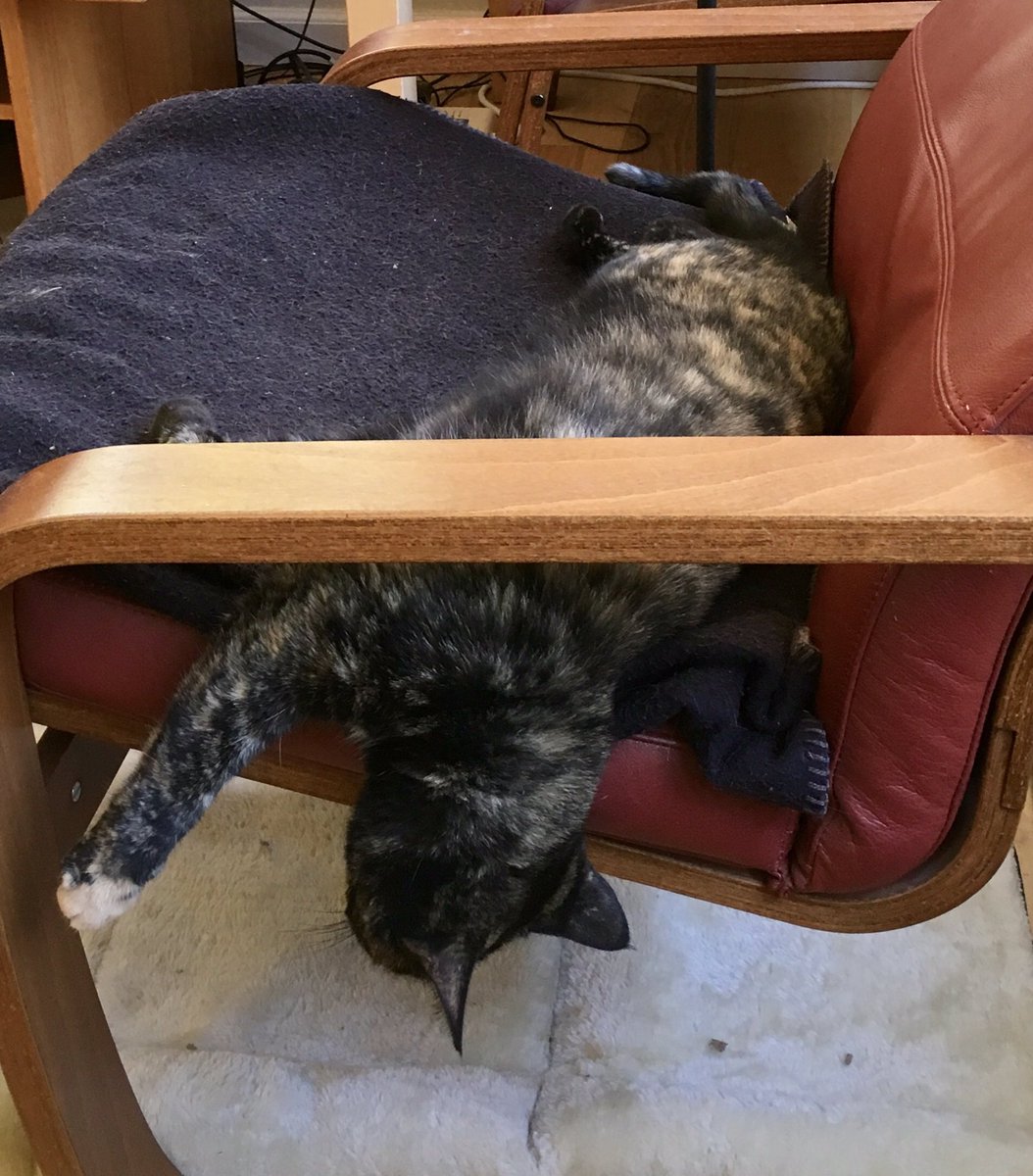 biobabbler's tweet photo. 'Cause that's a normal way to nap, right?
#11monthsold #cats #kitties #powersnoozing https://t.co/MqAli0BG5p