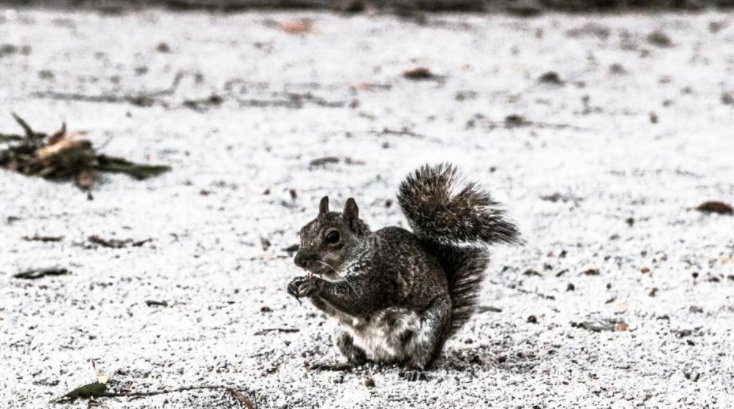 getspiff's tweet photo. Sunday Funday 💙🐿💰 Excited for a new week with #TeamSpiff 🙌 https://t.co/KzUr6vBoO1
