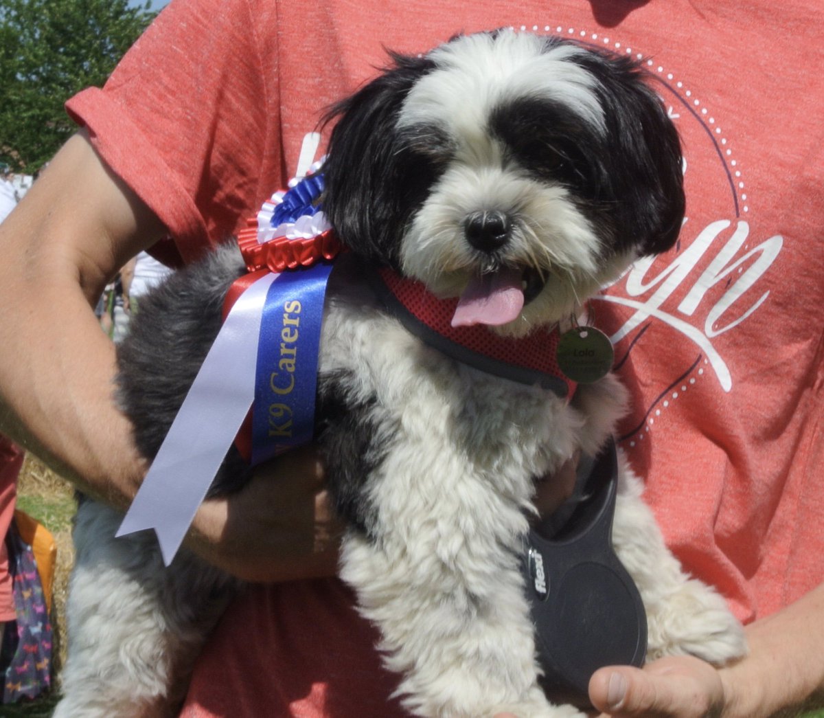 Some of our lovely winners in our Fun Dog show, see more on our Facebook page :-)