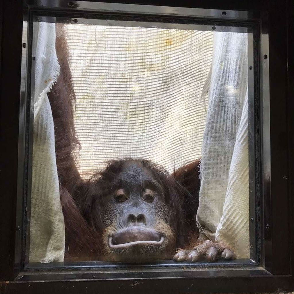 豊橋総合動植物公園 豊橋のんほいパーク ウランの変顔 のんほいパーク 豊橋 動物園 オランウータン 変顔 T Co Bswgnjgfc1 T Co 7atioiz6zn Twitter