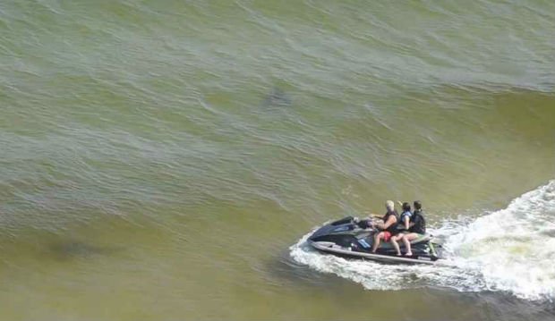 Shae2150's tweet photo. A shark was spotted in extremely shallow waters on an Alabama beach, which frightened beachgoers. No one was injured or harmed. #j2150f https://t.co/OsWkbwP1zi