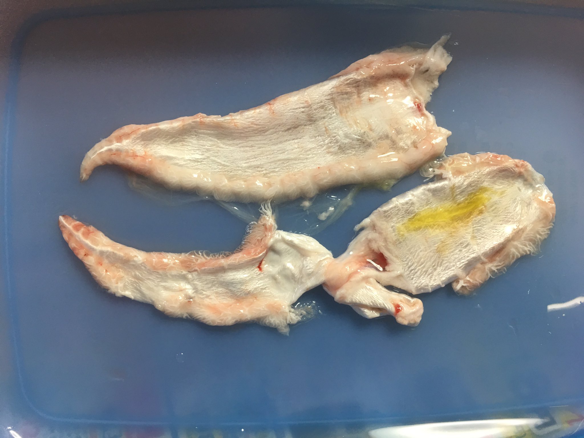 ししゃも 釣り 湘南 Fishing Shisho Twitter