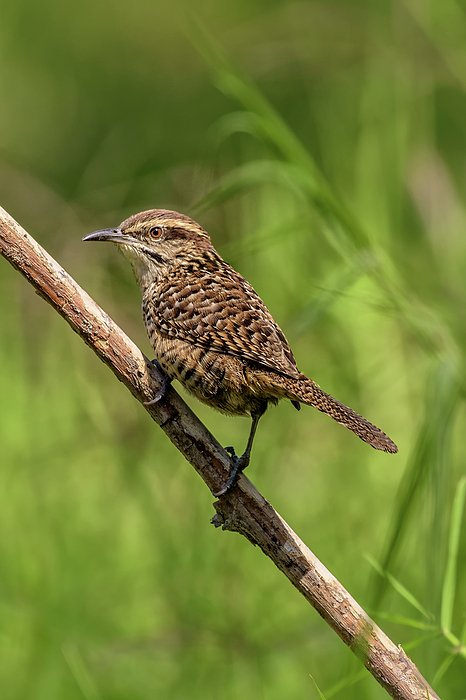 Osiris_Ocampo's tweet photo. New artwork for sale! - "Spotted Wren" - https://t.co/ZLTL6Lk5sL @fineartamerica https://t.co/RVHAYYfoEO
