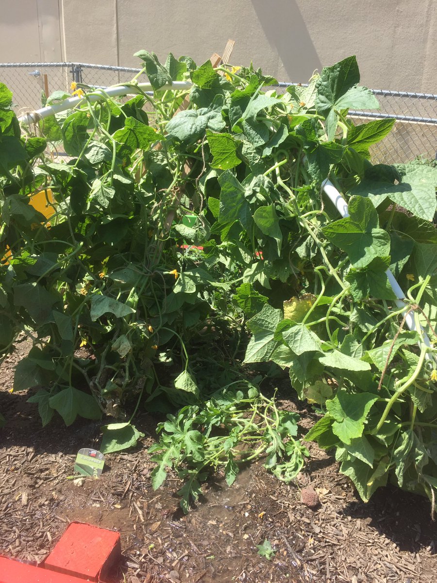 WalzemYA's tweet photo. Our cucumbers needed some trellis love! We now have veggies with a penthouse view! https://t.co/gWuva4k4fe