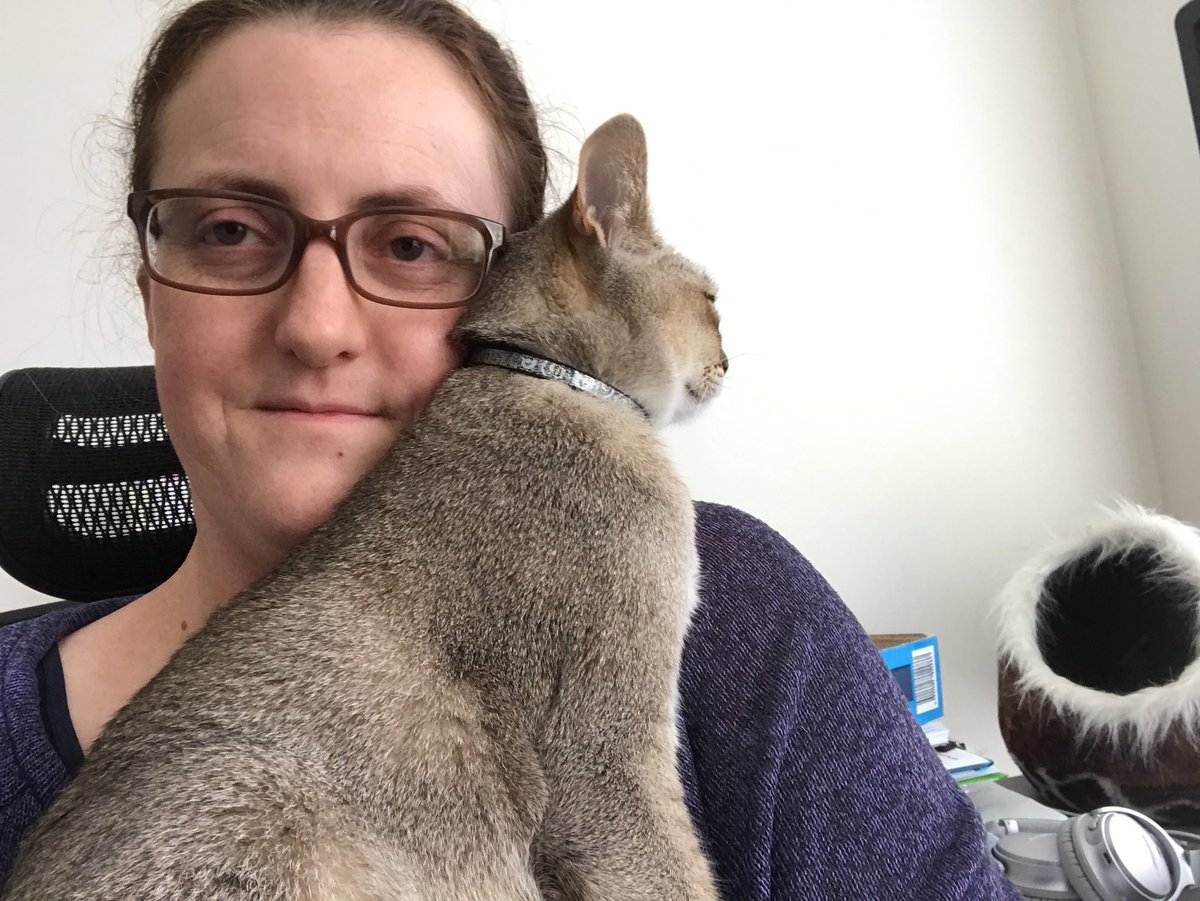 KittyHamish's tweet photo. You will love and cuddle me. No arguments @stephroseg - #demandingCat #lovemeorelse https://t.co/8nIIK5t3sE