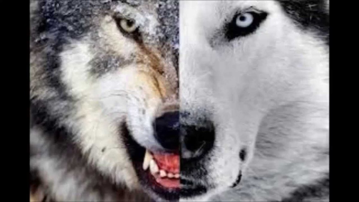 Importantes victorias en @FifvEspana  vs <a href="/ATMOldSchool/">ATM Old School</a> y <a href="/LaPlazuela_Fc/">LaPlazuelaFc</a> seguimos en la lucha!!!