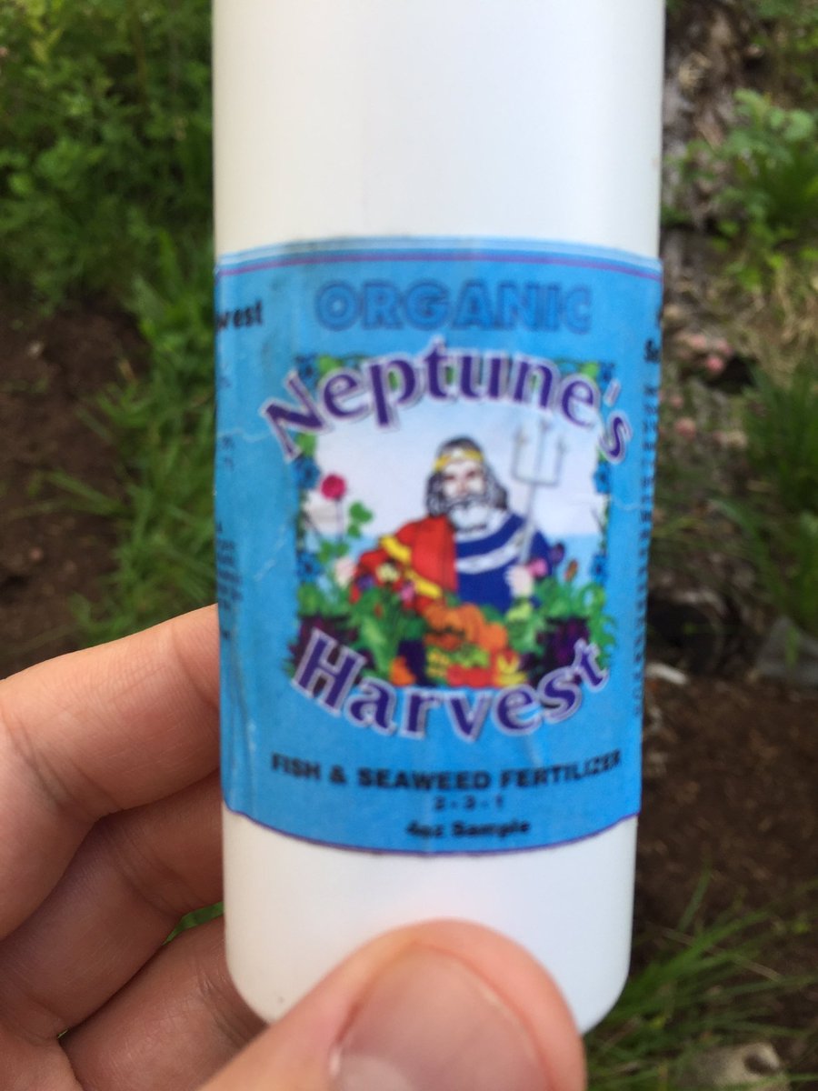couturerob's tweet photo. I credit the added fertility of our garden this year to @NeptunesHarvest . Good stuff. 🌱🐟 #gardening https://t.co/16kb8LBexu