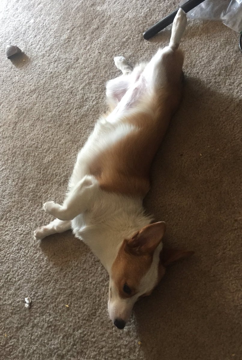 CorgiMabel's tweet photo. It's too hot outside, but boring inside https://t.co/jRXjY8R9wK