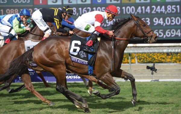 TwinHillsStud's tweet photo. Top 2yo ✅. G1 winner ✅. Sprinter ✅. Turf ✅. By Champion sire ✅. Fancy pedigree ✅. Stunning looker✅. BOBBY'S KITTEN @TwinHillsStud #nocrosses https://t.co/SIDzeojC6V