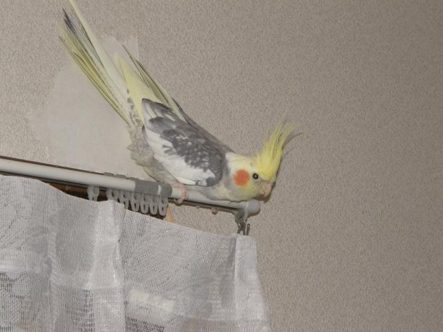 カッパジョー tweet media