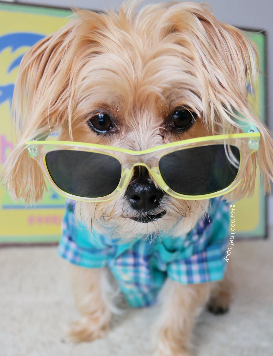 rambothepuppy's tweet image. i see you monday 👀 trying to sneak up on me like that. nice try. #NowGoAway #Pleaseeee #Sundayscaries