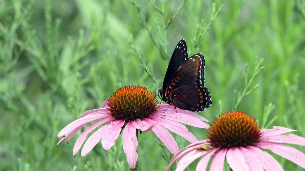 Purple coneflowers are a great way to attract hummingbirds, native bees and butterflies, like this red-spotted purple! #pollinators