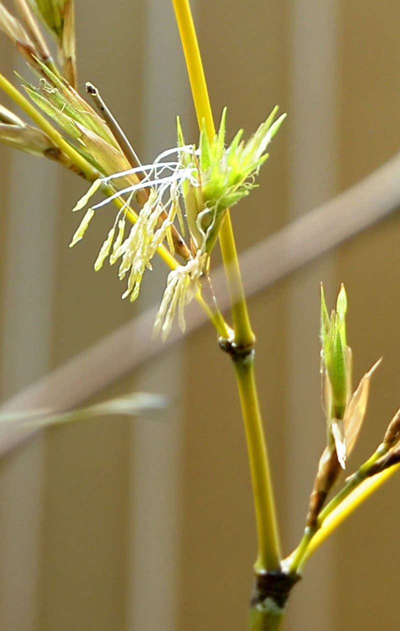 高知新聞 高知新聞６月１６日の夕刊から 高知で竹の花が開花 ハチク1年に1度 四方竹はデータ無 T Co Cma0ck45q3 高知新聞 竹の花 T Co C5ptzj900t Twitter