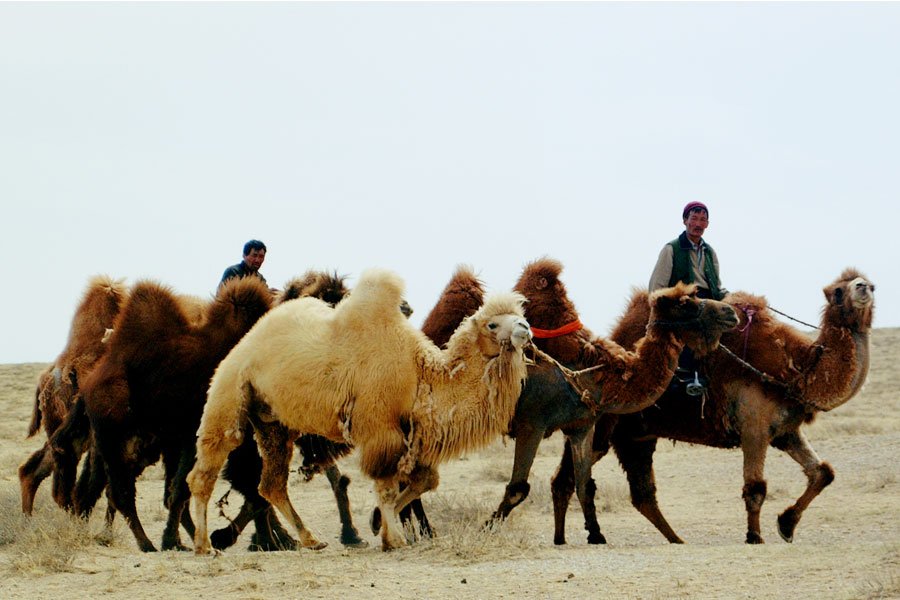 Unlike other famous blends, Russian Caravan, tasting of “campfire, charcoal and chocolate”, evolved by chance: slowmagazine.com.au/food-wine/item…