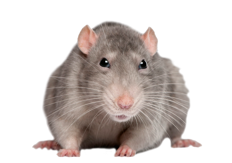 JayMSCI's tweet photo. #Retailers #Startups #Smallbiz #business smell a rat? 3 to 5 yr Lease for 200-$400 eqpt?! We're better than that! Go https://t.co/h2pXxzQYLk https://t.co/hjsCWMQ5Bx