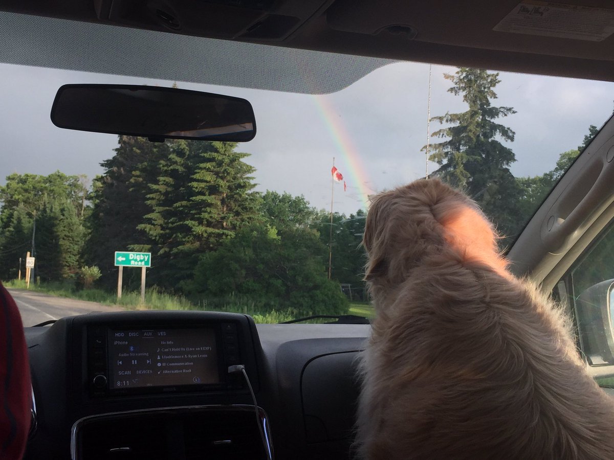 Halstead78's tweet photo. Driving home from the cottage on a Sunday night #rainbow #dogcopilot https://t.co/tJmcWCSxpO
