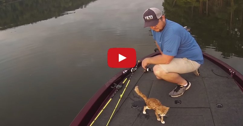 KittenLaw's tweet photo. Is That a Cat Swimming Towards Me? https://t.co/YP87hZlRR8 https://t.co/4YCznLw8aD