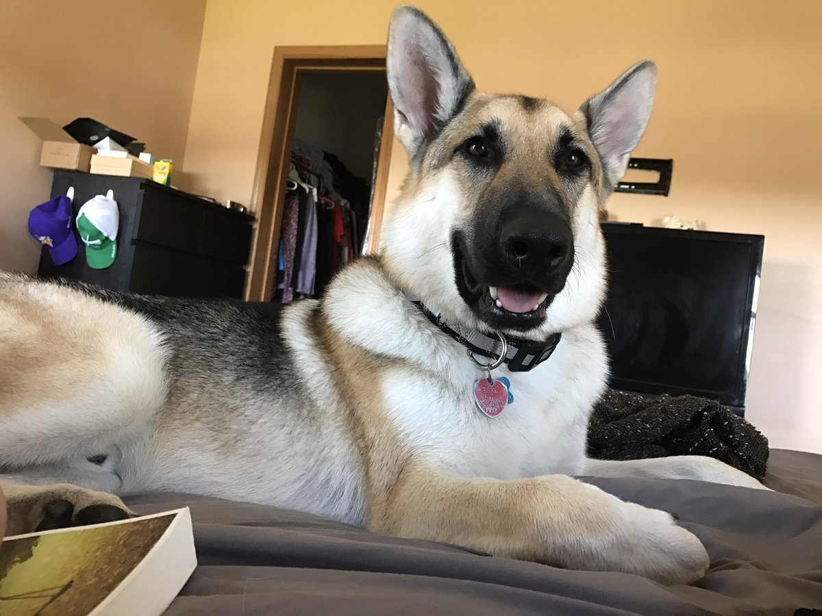 Nessaboo201's tweet photo. This guy is shedding so much that we literally just took a vacuum to his fur 😂 #GermanShepherd #sheddingproblems #ourhandsomepup https://t.co/XfaRXIYgO7