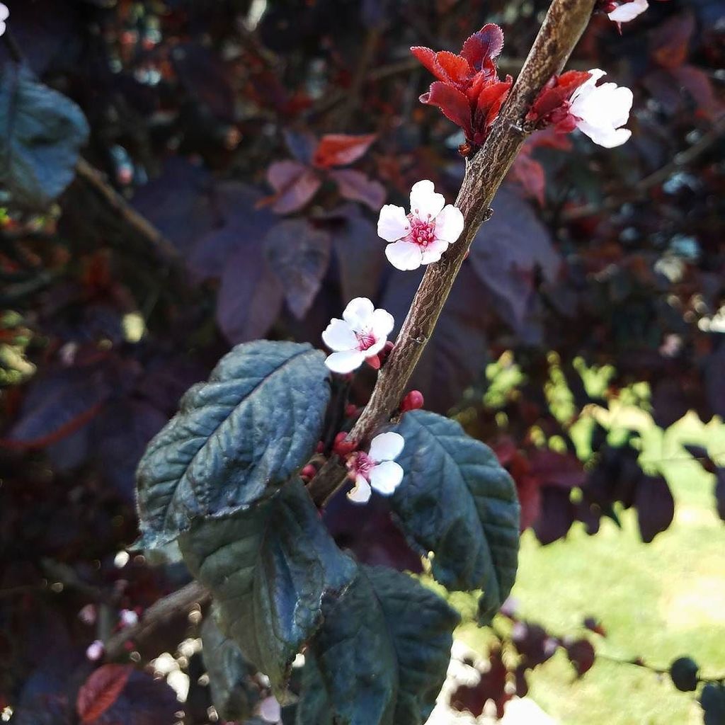 fromtracie's tweet photo. Tiny flowers have big hearts.
.
.
.
.
#OrnamentalPlumTree #FlowerTree #BlossomTree #PinkFlower #PinkBlossom #Gilbe… https://t.co/wI0z5ZzxF4 https://t.co/P1VGeU2nLt