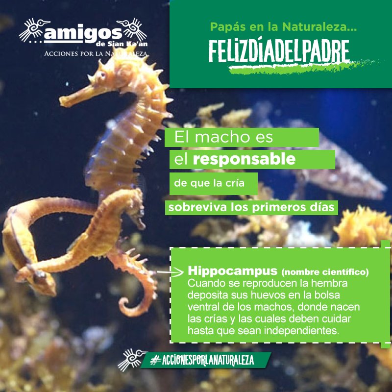 Dale like y comparte si tu padre es bien padre y tiene el don como el #caballitodemar

#Accionesporlanaturaleza