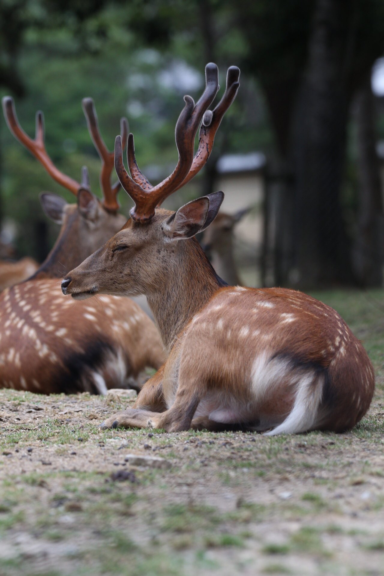 かしゆか大好き黒タマネギ 17 06 18 奈良公園 観光客いっぱいの奈良公園で 鹿の撮影行って来ましたー この時期は 雄鹿の角もしっかりしてくるので カッコいいですね 奈良公園 鹿 シグマ150 600 T Co Mxodlkxdkx Twitter