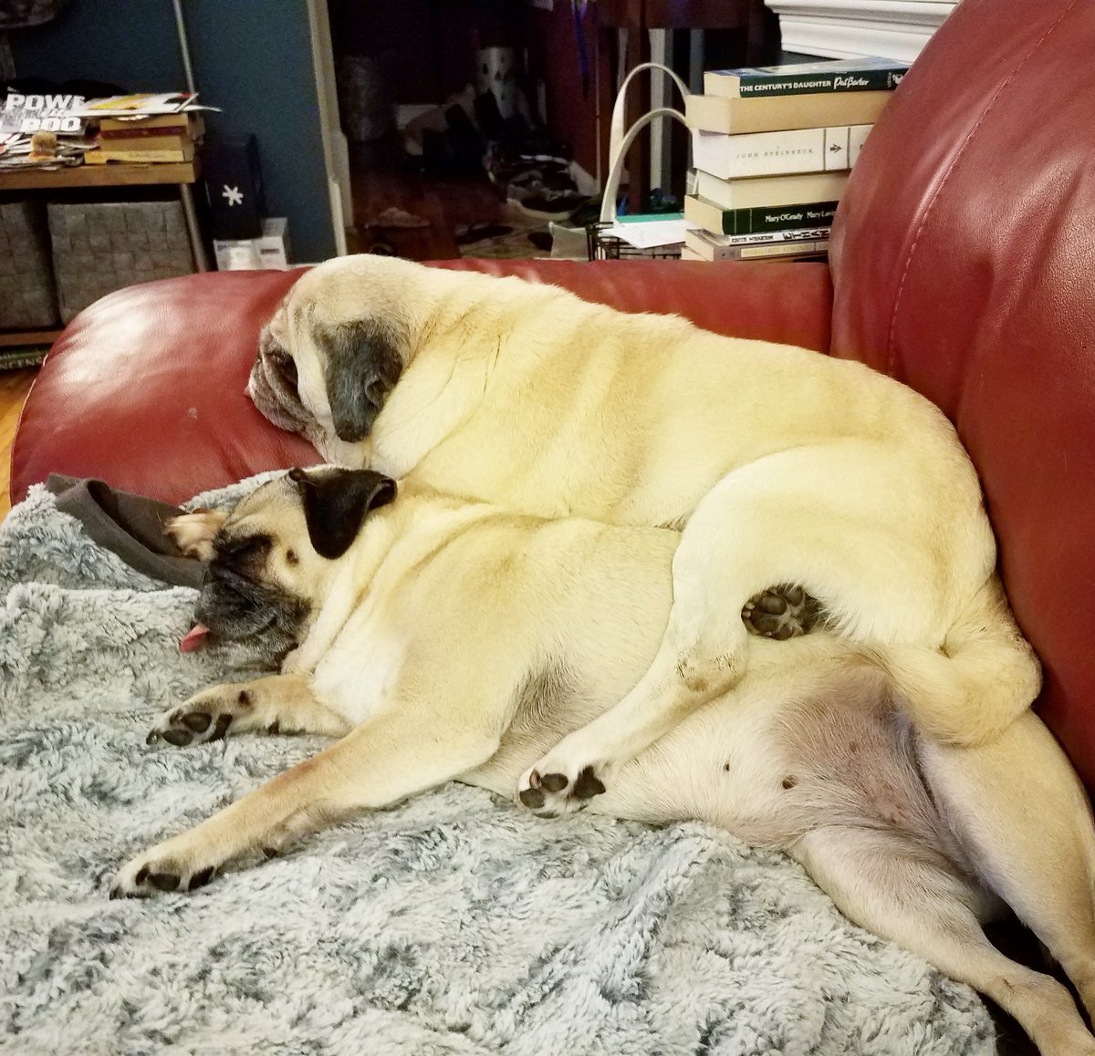 funaek's tweet photo. Even with Monkey in one of the dog beds, Sunny &amp; Rosy still squish together. #pugstack #thatsmyspot #revengeofthedrumstick https://t.co/beI3d7Wlm7