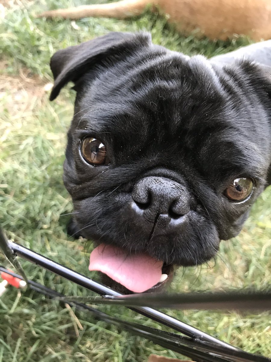 ThePugSteve's tweet photo. They say you either get the personality or the looks. I'm here as proof that it's possible to have both. 😉😉 https://t.co/bqpbnD63jz