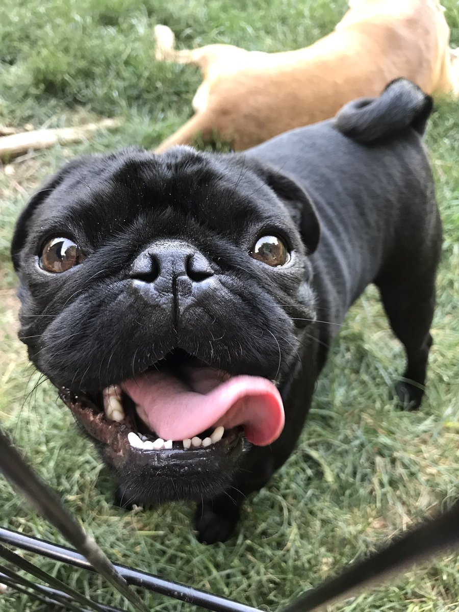 ThePugSteve's tweet photo. They say you either get the personality or the looks. I'm here as proof that it's possible to have both. 😉😉 https://t.co/bqpbnD63jz
