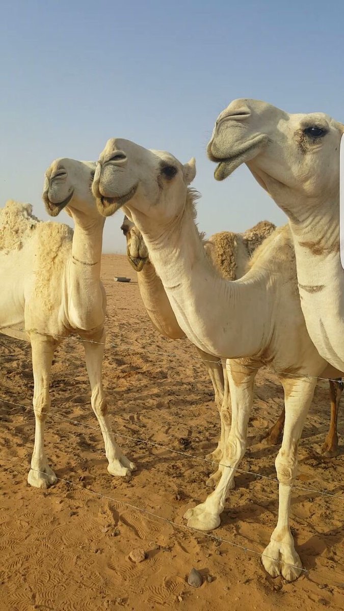 مهلي سليم بن حنيف المخرشي tweet media