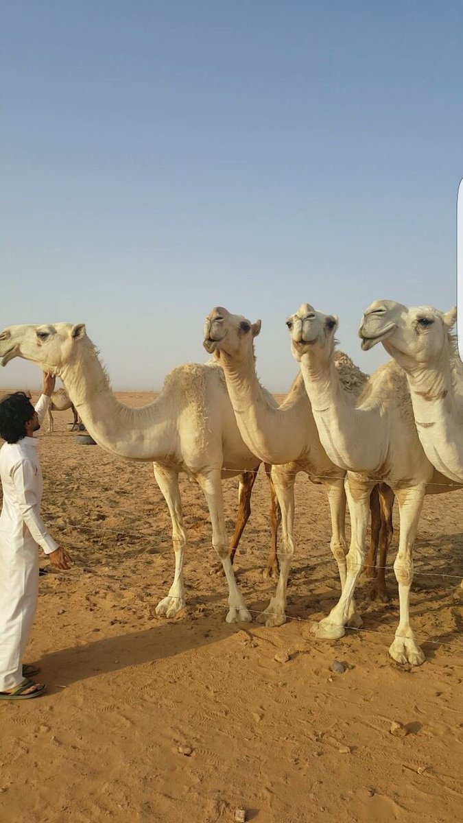 مهلي سليم بن حنيف المخرشي tweet media