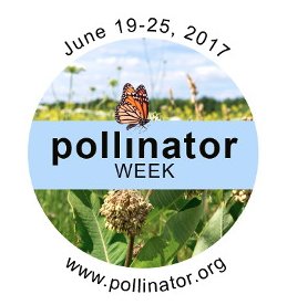 Pollin8tor's tweet photo. It's #lPollinatorsWeek Celebrate at an event near you. Find one via @Pollinators https://t.co/bNB18MR2EJ https://t.co/va4FPmSGKp