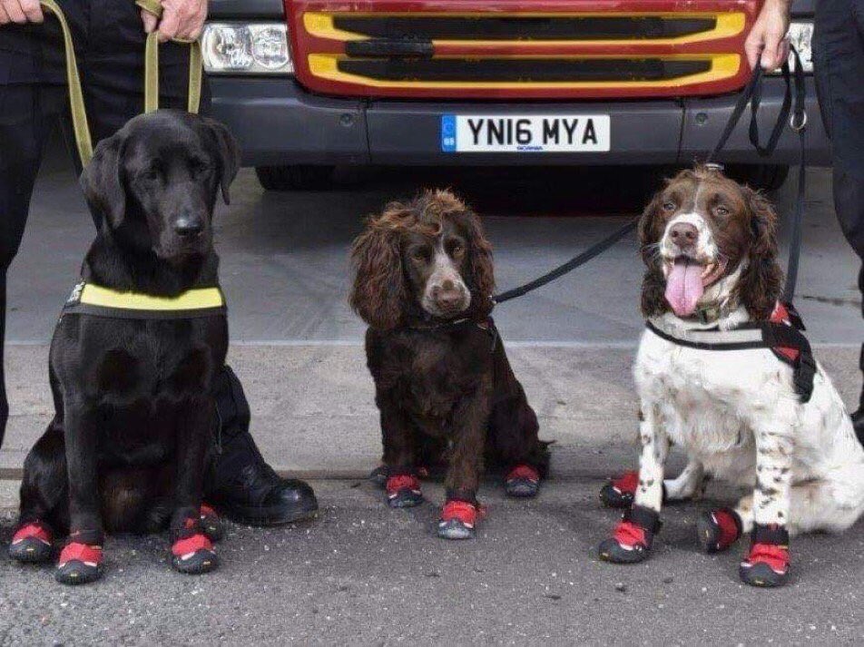Aisleyne1's tweet photo. This is beautiful 💕Some of the beautiful and brave rescue dogs waiting to enter #GrenfellTower to search for victims  #ServiceDogs https://t.co/fkS38lOpIA