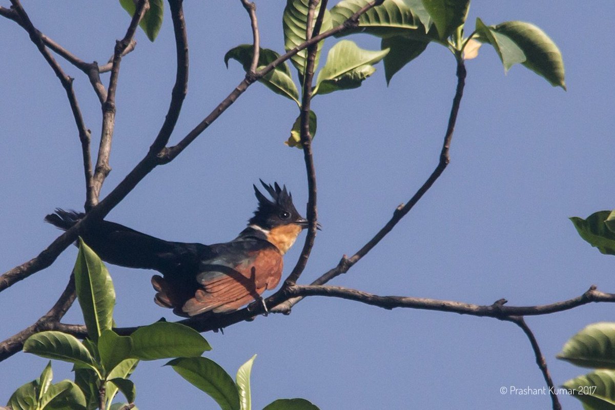(Record Image)
Chestnut-winged Cuckoo (Clamator coromandus)
Kotabagh, Uttarakhand
June 2017
#birdwatching #birdsofindia #summerbirding