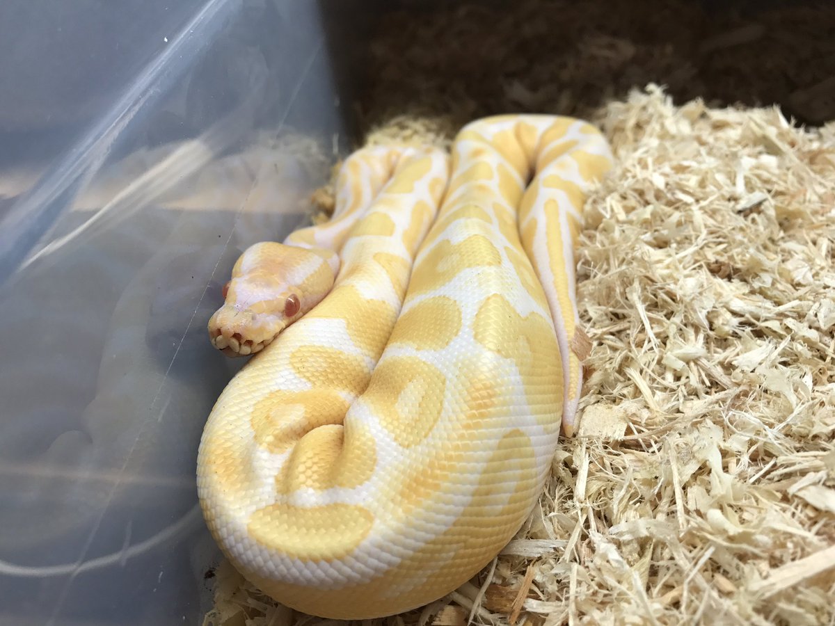 Memorypathherps tweet picture